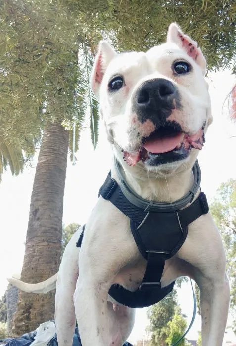 Blanka, perro en adopción en Huelva
