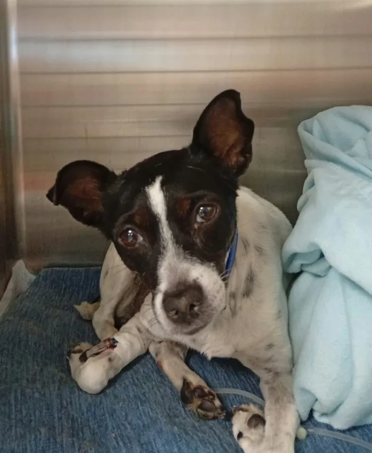 Esperanza, perro en adopción en Mijas, Málaga