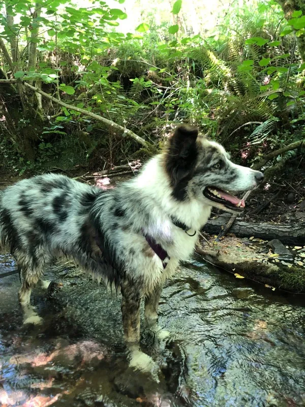 Ares, perro en adopción en Piloña, Asturias