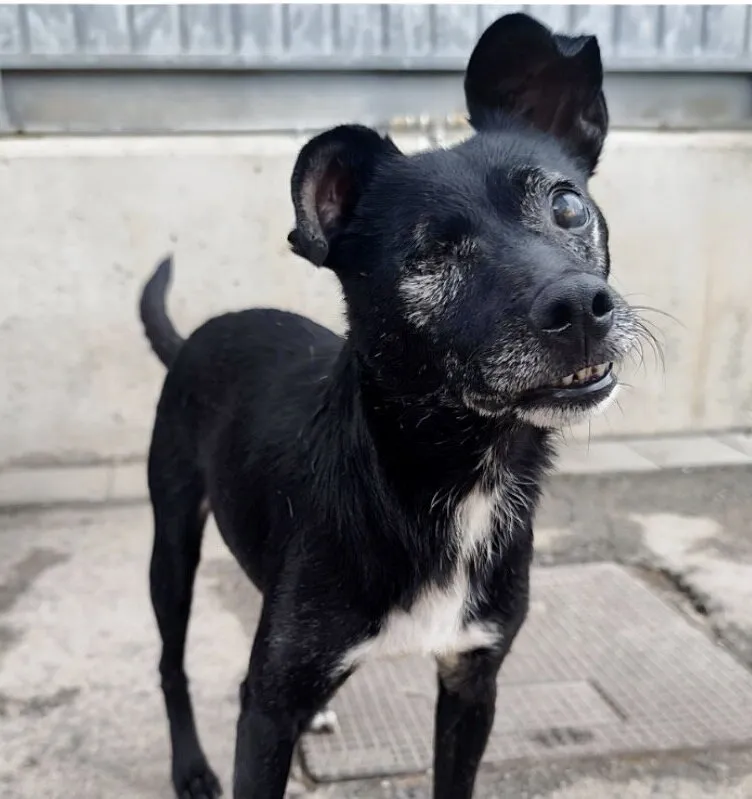Mig, perro en adopción en Tarragona