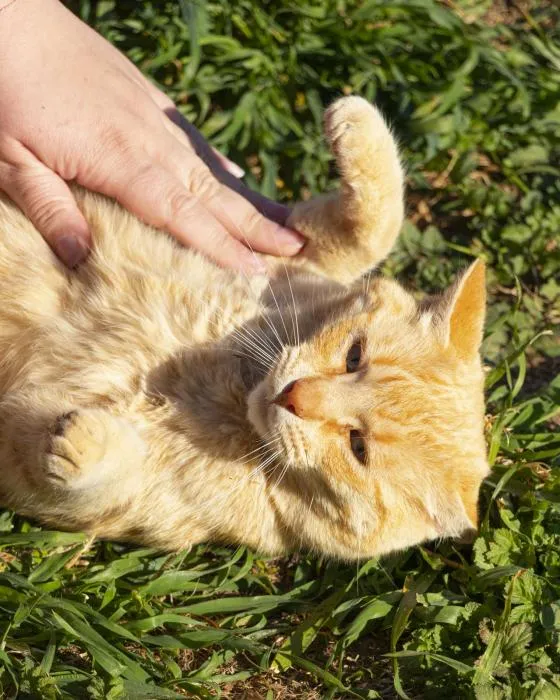 Lanzarote (Rubio), gato en adopción en Sevilla