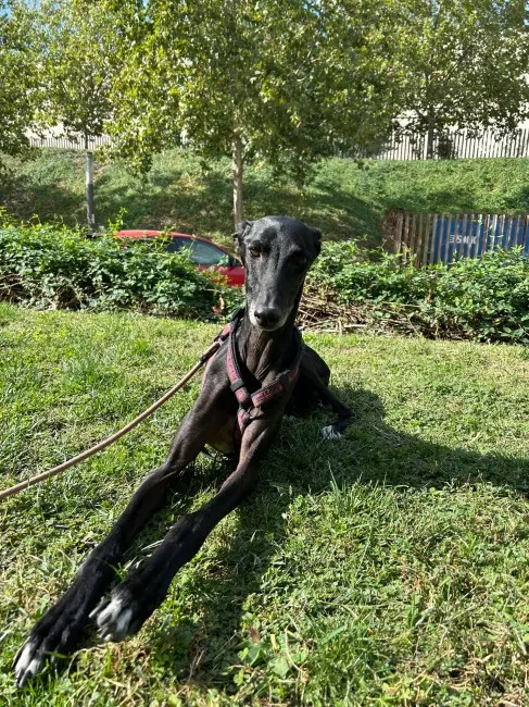 Senador, perro en adopción en Madrid