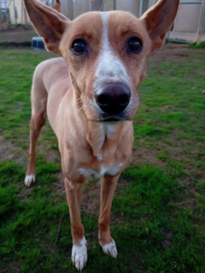 Aragón, perro en adopción en Sevilla