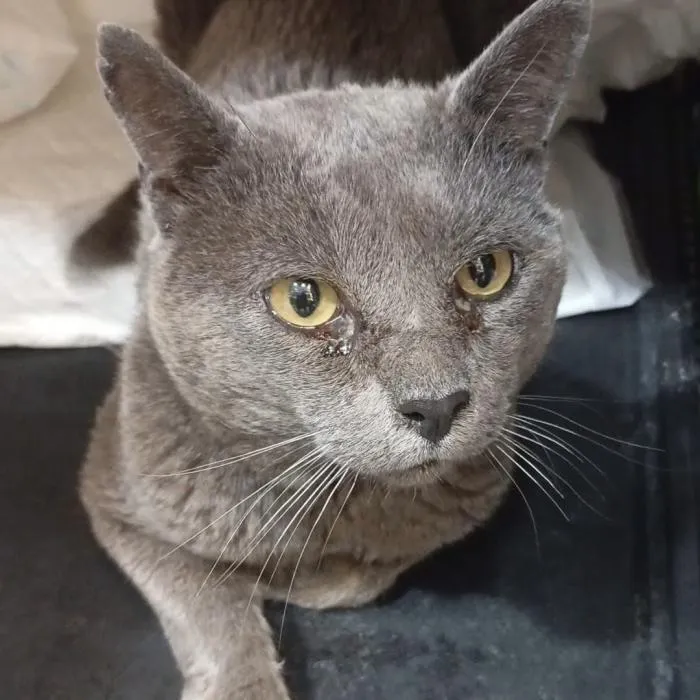 Humo, gato en adopción en Valencia