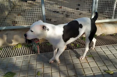 Otra foto de Aquiles