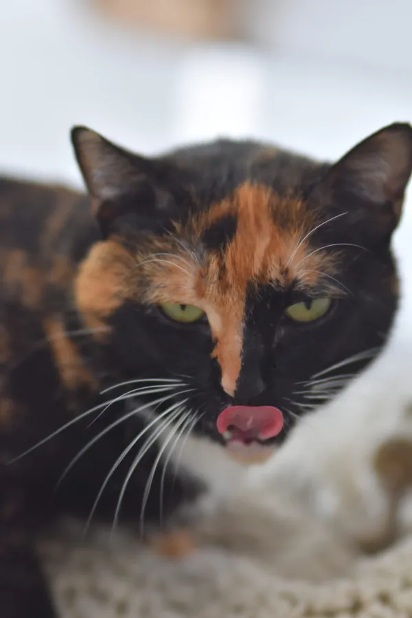 Nala, gato en adopción en Rota, Cádiz