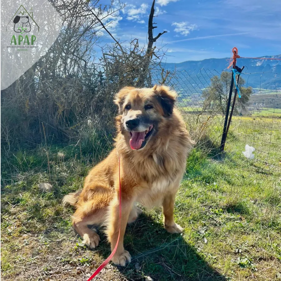 Chapi, perro en adopción