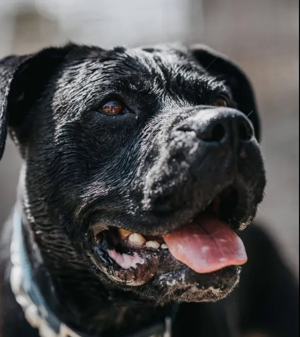 Hulk, perro en adopción en Burjassot, Valencia
