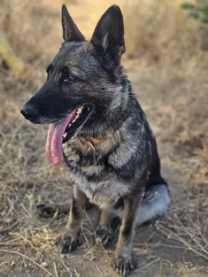 Otra foto de Morgan