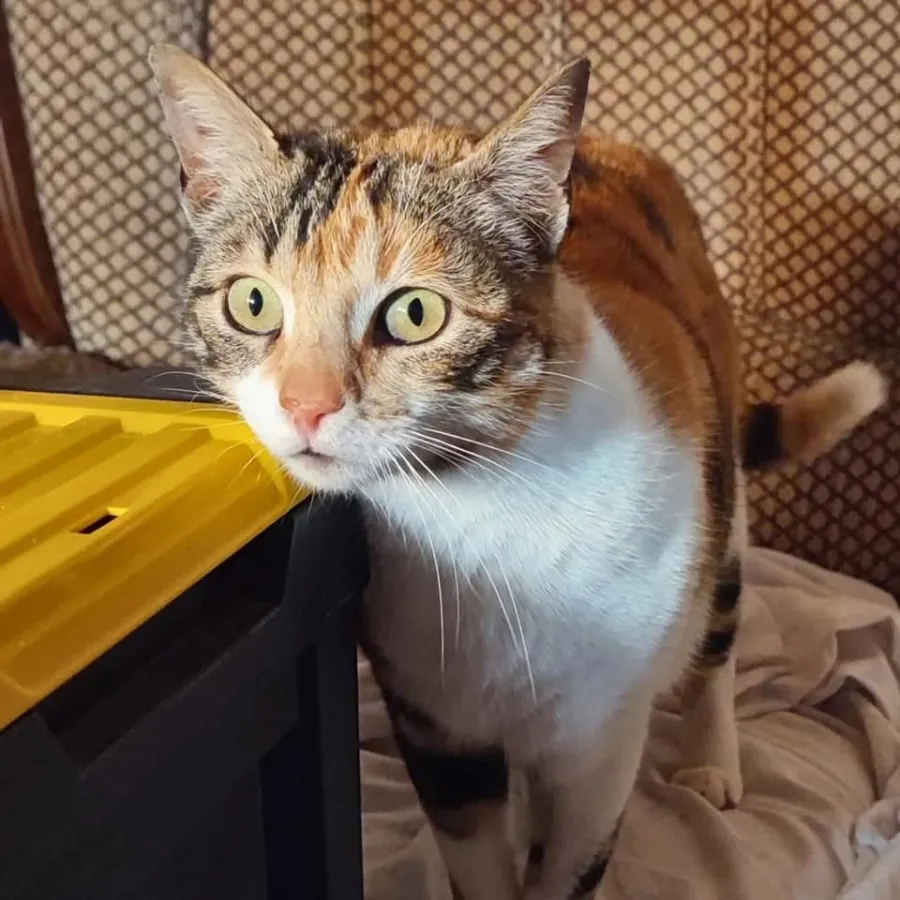 Dora, gato en adopción en Segovia