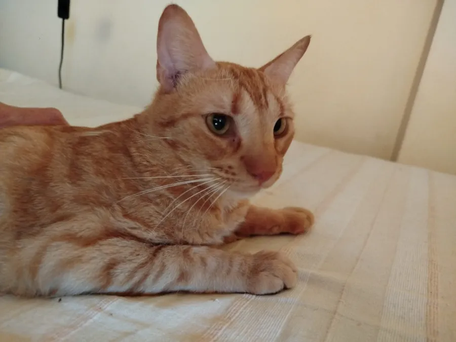 Bastián, gato en adopción en Granada