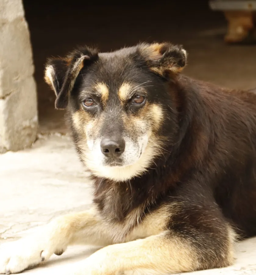 Trosky, perro en adopción en Culleredo, A Coruña