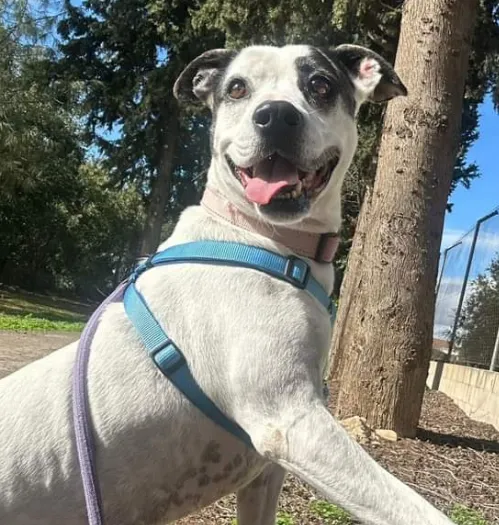 Cuchufleta, perro en adopción en Guadalajara