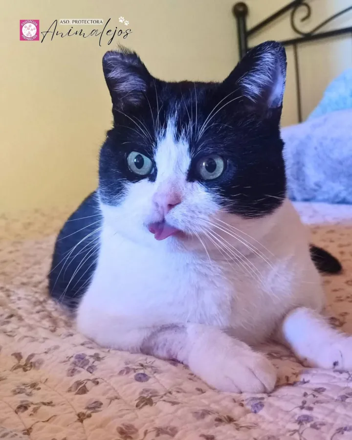 Lolo, gato en adopción en Segovia