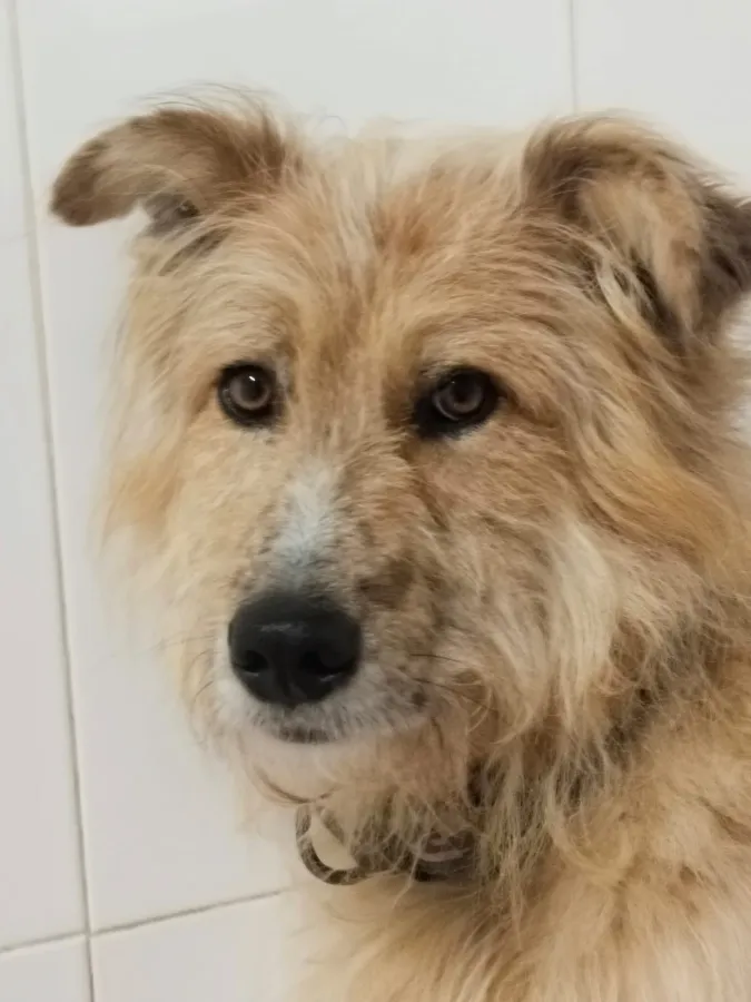 Draco, perro en adopción en Trobajo del Cerecedo, León
