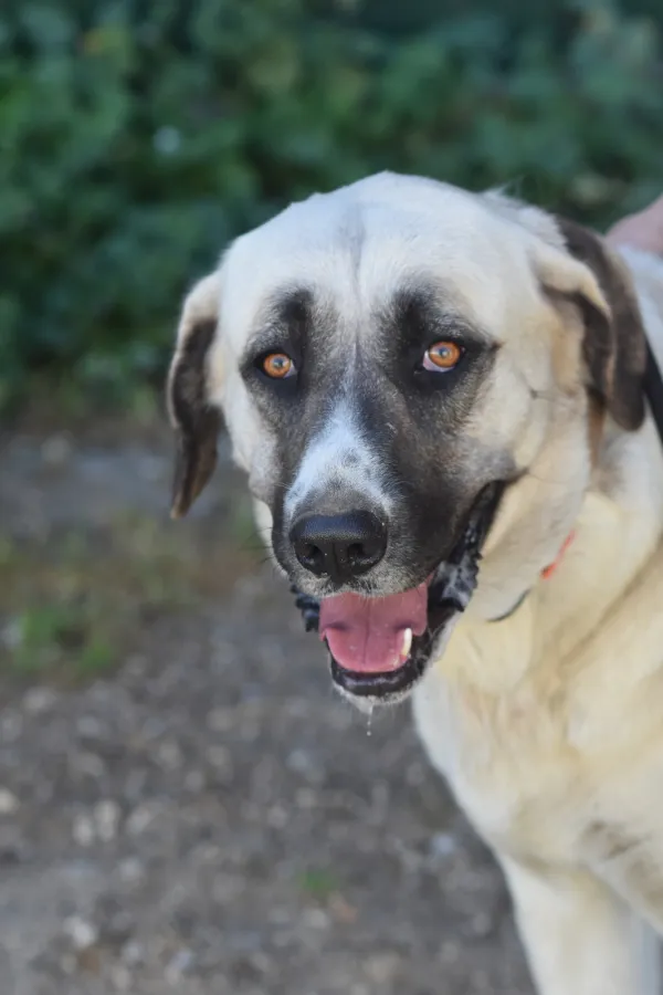 Noelia, perro en adopción