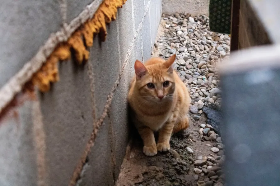 Sol, gato en adopción en Logroño, La Rioja