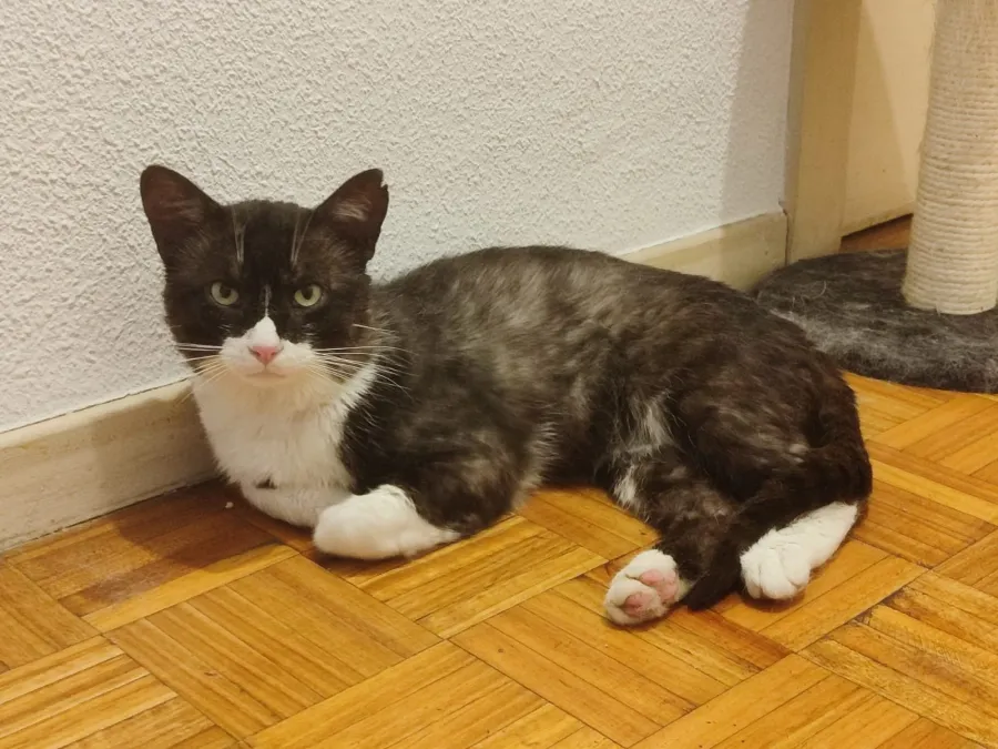 Sirius, gato en adopción en Burgos