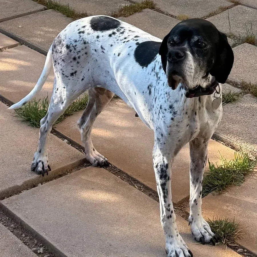 Nit, perro en adopción en Marratxí, Illes Balears