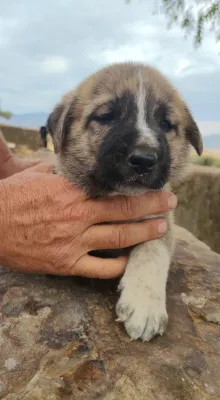 MARCO, foto 4 de 9