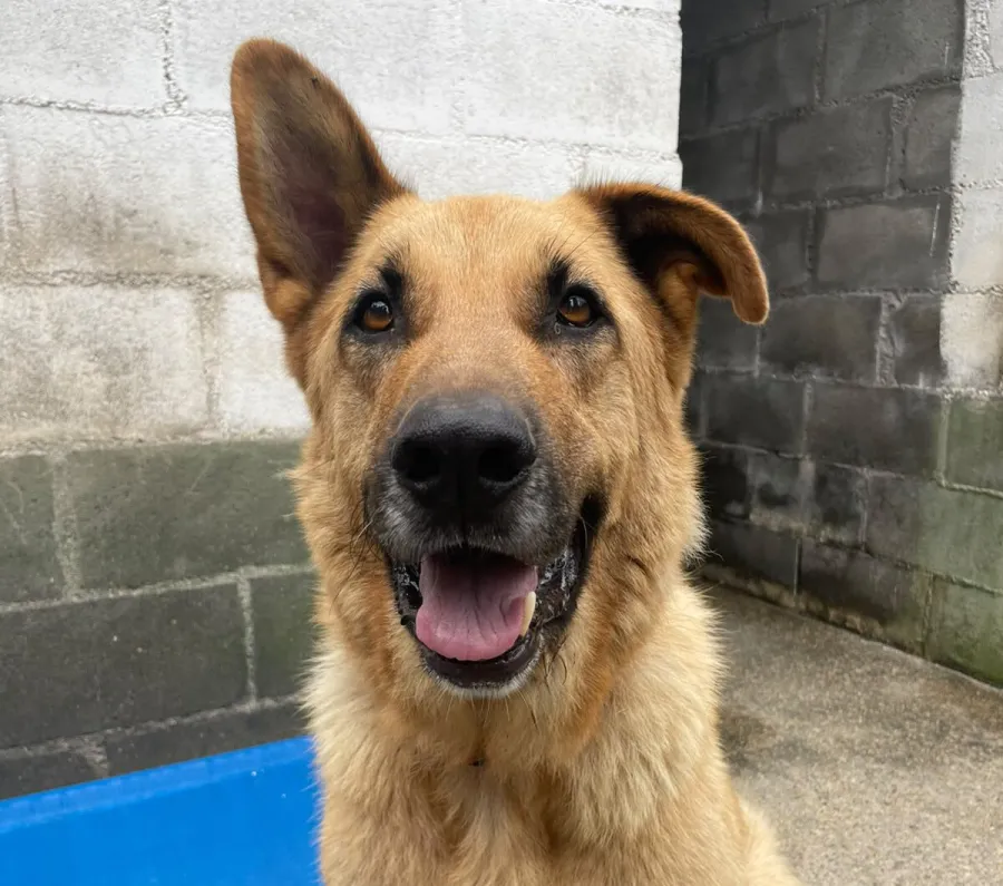 Nerón, perro en adopción en Culleredo, A Coruña