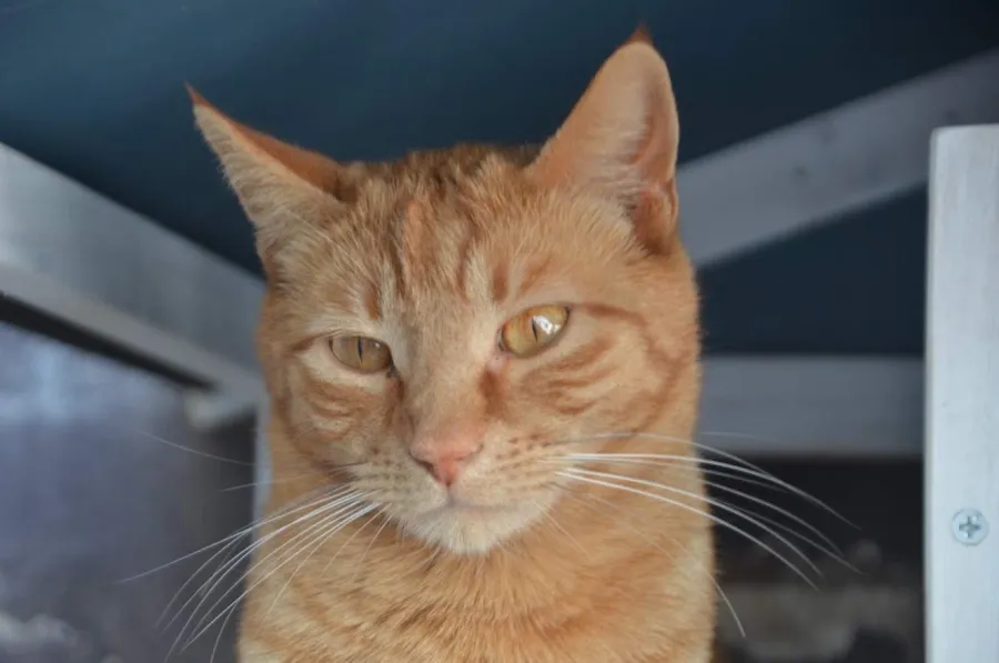 Baleares, gato en adopción en Villena, Alicante