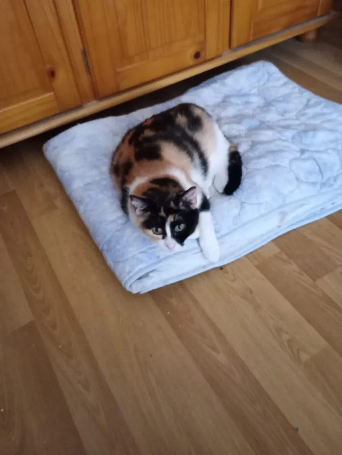 Galleta, gato en adopción en Asturias