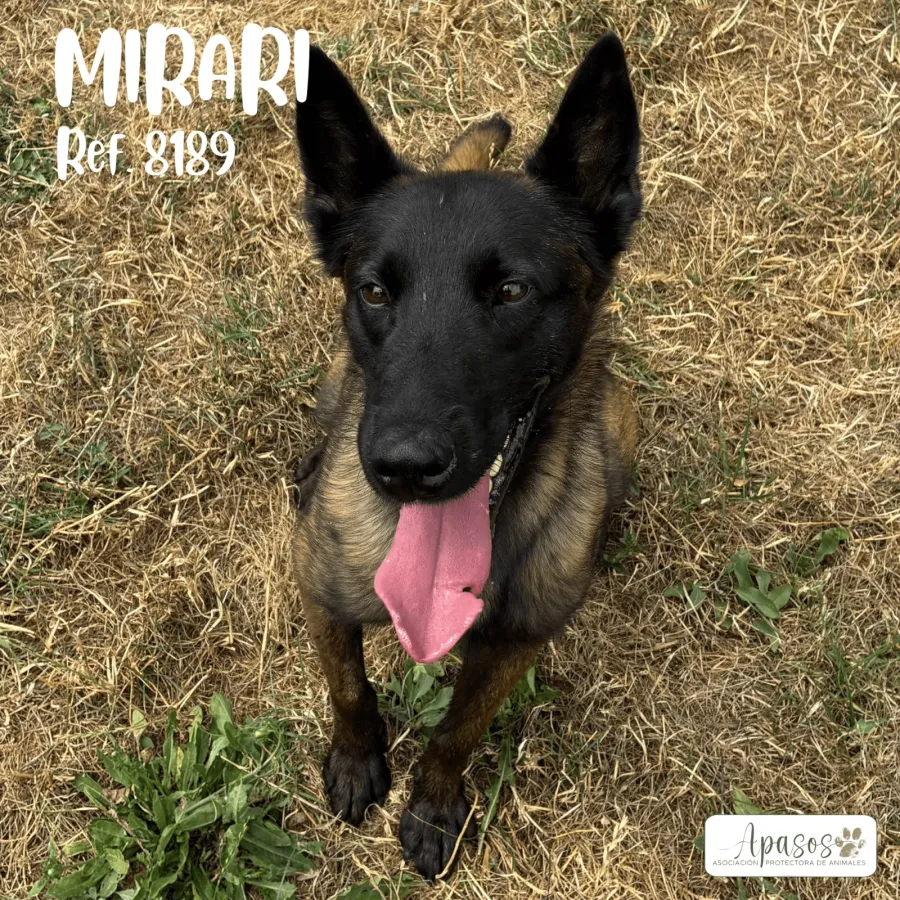 Mirari, perro en adopción en Vitoria-Gasteiz, Álava
