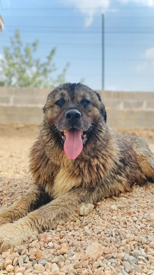 Lobo, perro en adopción en Ibiza, Illes Balears