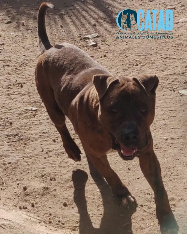 Roy, perro en adopción en Cartagena, Murcia