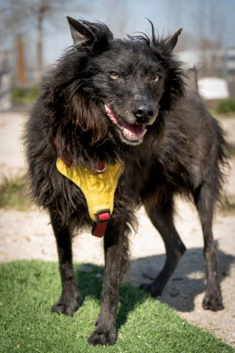 Klein, perro en adopción en Rivas-Vaciamadrid, Madrid