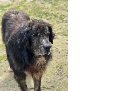 Zeus, perro en adopción en Zaragoza