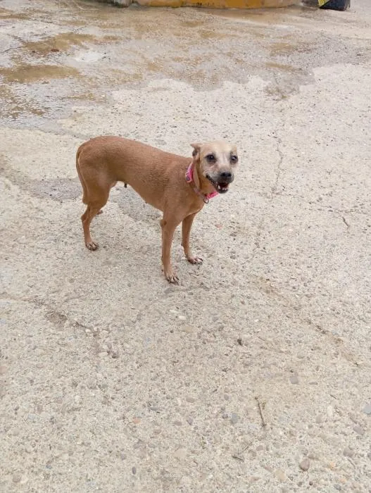 Rihanna, perro en adopción en Sevilla