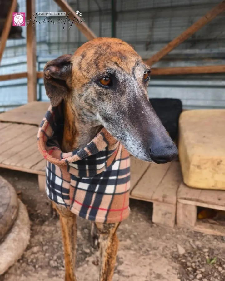 Cora, perro en adopción en Segovia