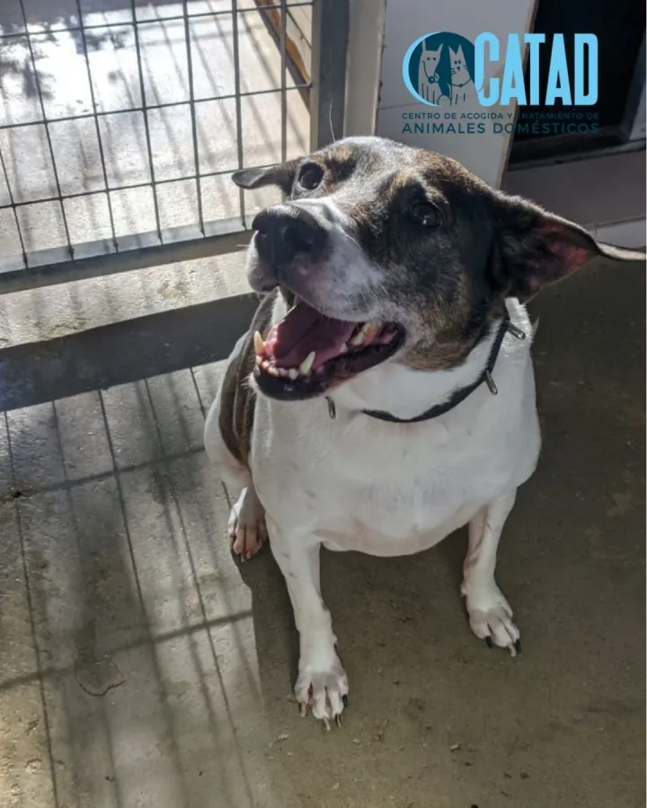 Charlie, perro en adopción en Cartagena, Murcia
