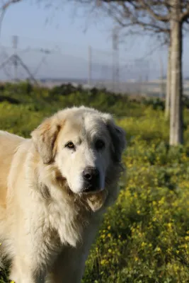 Otra foto de Koda