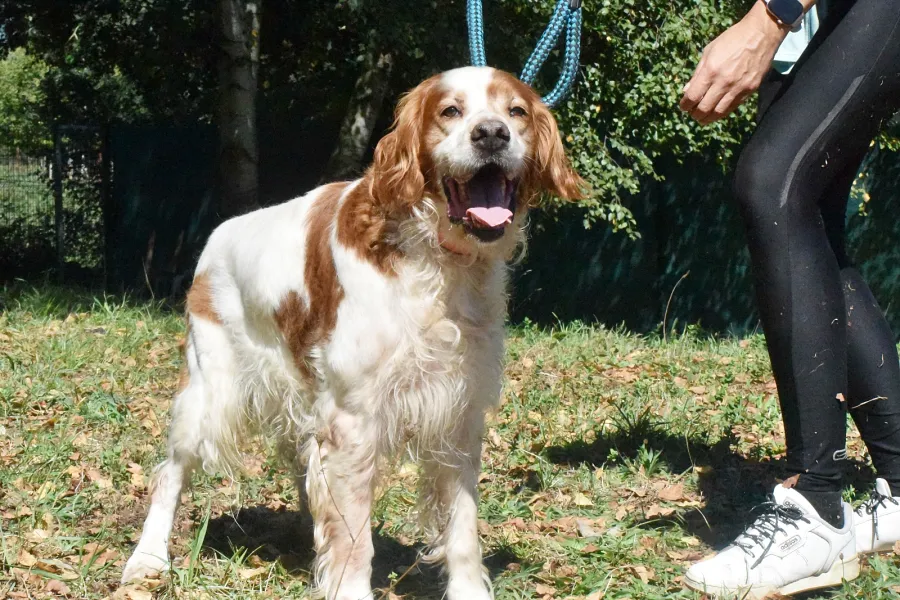 Kay, perro en adopción