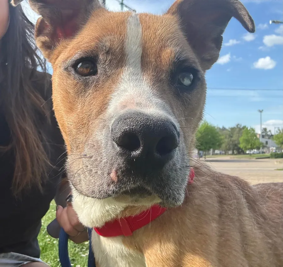 Ares, perro en adopción en Burgos