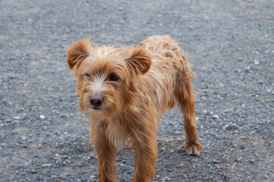 Romi, perro en adopción en Logroño, La Rioja