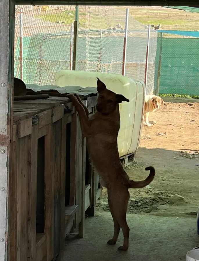Rubio, perro en adopción en Pozoblanco, Córdoba