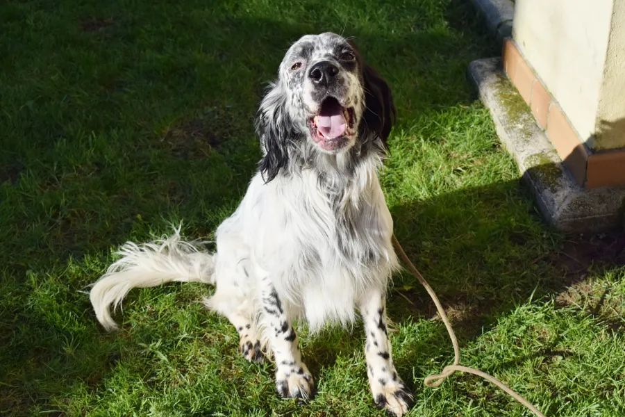Koi, perro en adopción en Cantabria