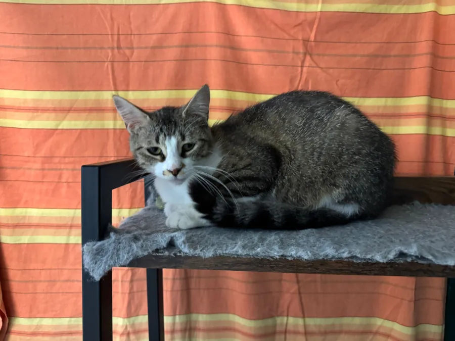 Gina, gato en adopción en Barcelona