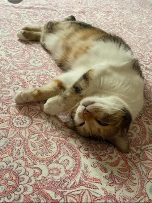 Otra foto de Lupei