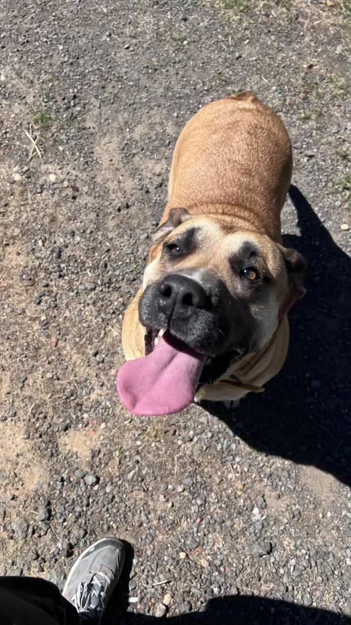 Nova, perro en adopción en Mérida, Badajoz