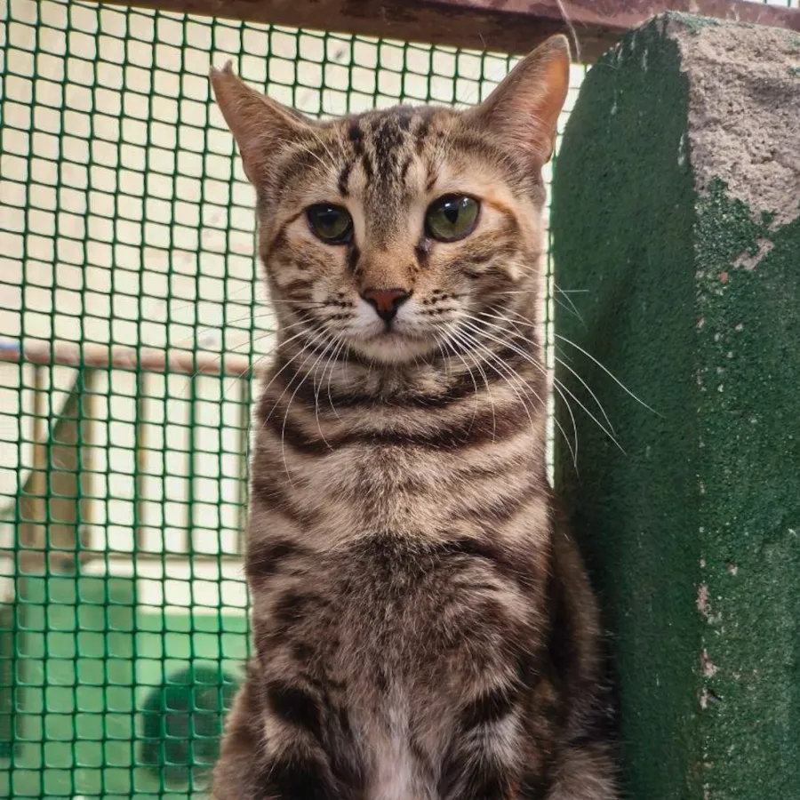 Lumi, gato en adopción en Los Santos de la Humosa, Madrid