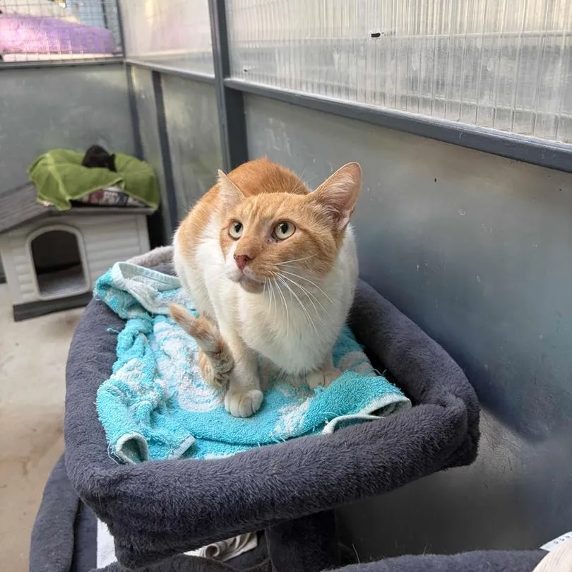 Saul, gato en adopción en Marbella, Málaga