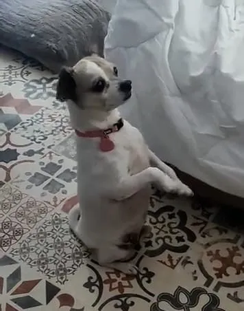 Neo, perro en adopción en Granada