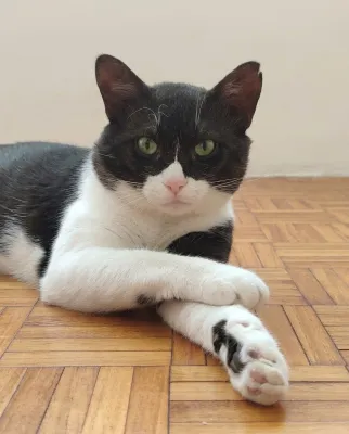 Otra foto de Sirius