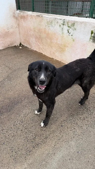 Pisa, perro en adopción en Plasencia, Cáceres