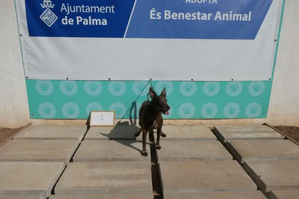Ref. 202300006, perro en adopción en Palma, Illes Balears